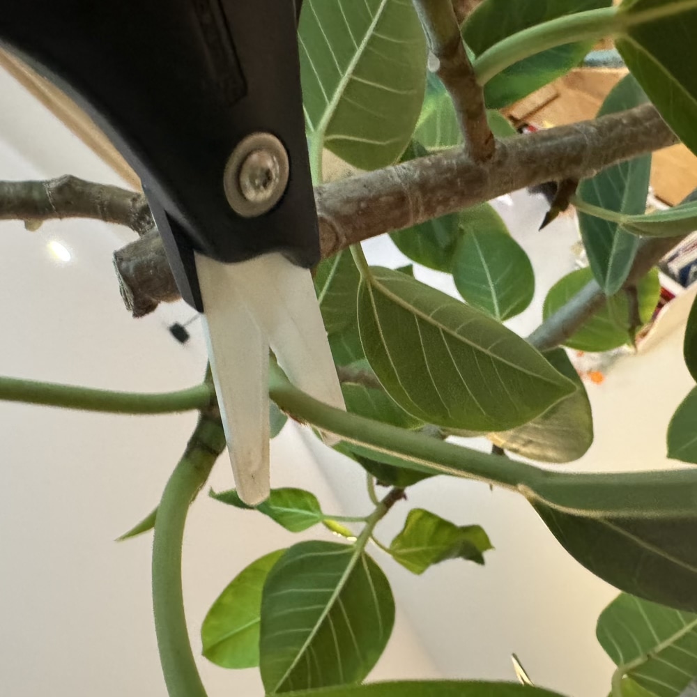 フィカス・アルテシマ　剪定　観葉植物