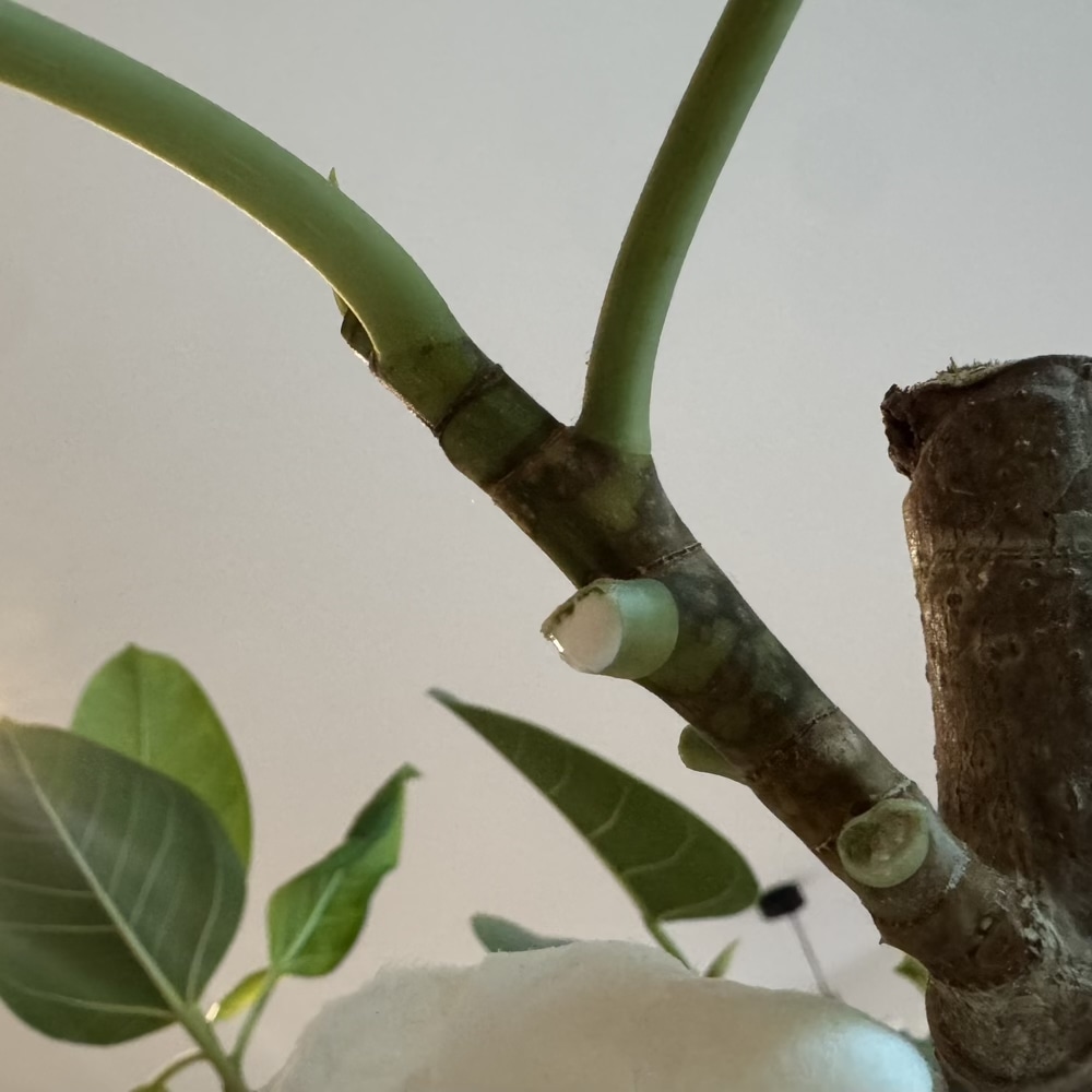 フィカス・アルテシマ　剪定　観葉植物