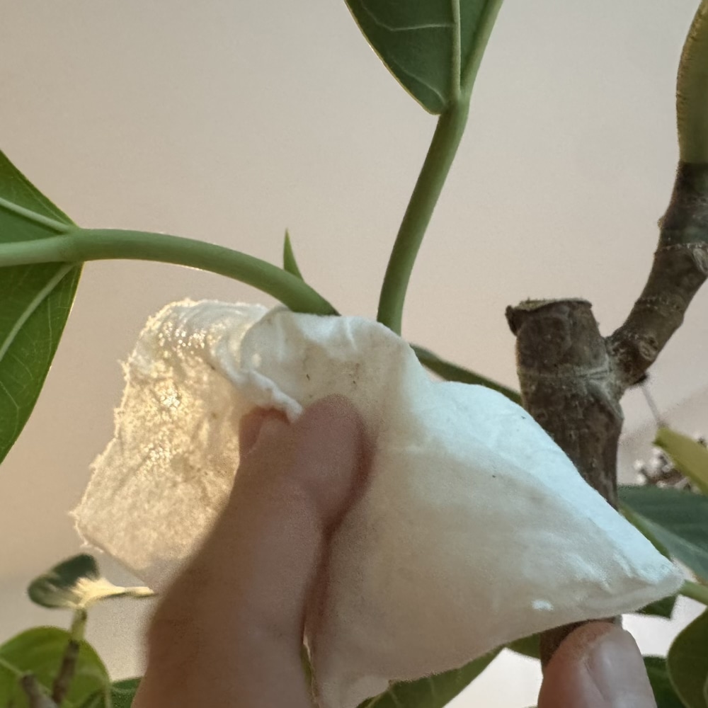 フィカス・アルテシマ　剪定　観葉植物