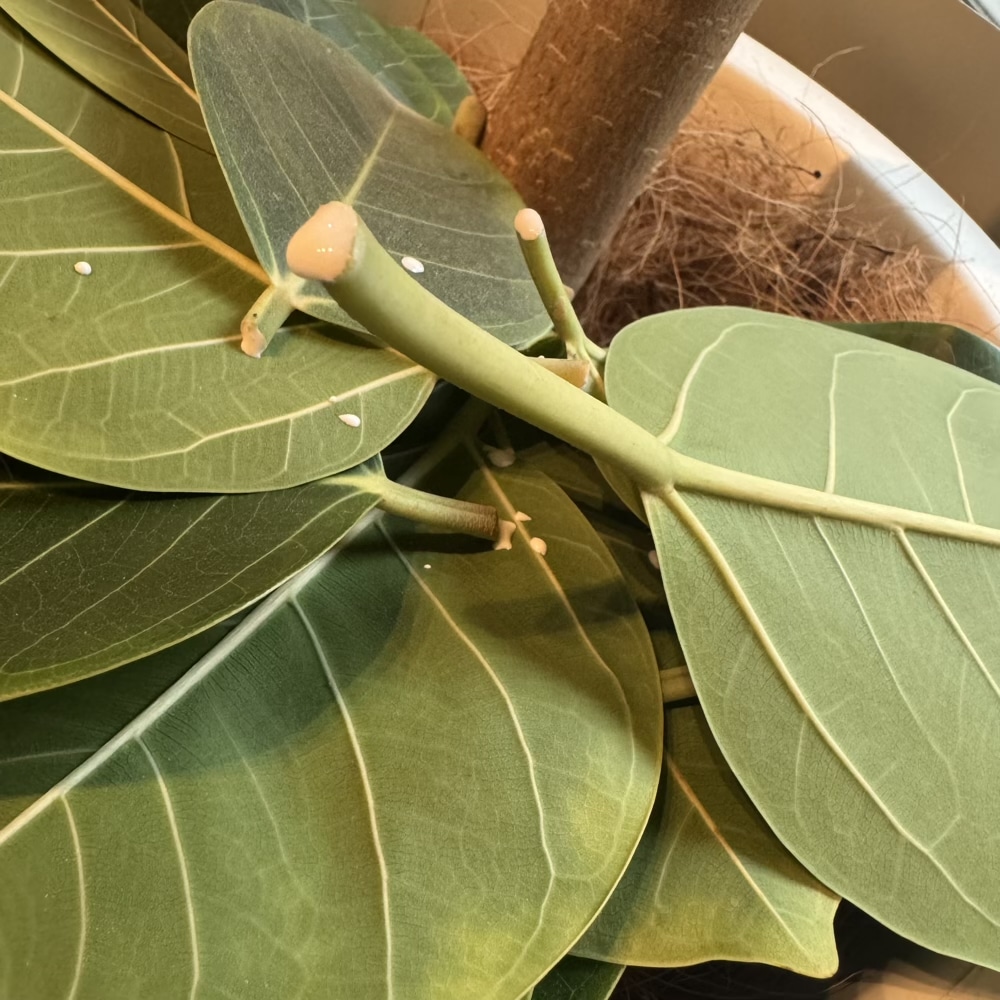 フィカス・アルテシマ　剪定　観葉植物