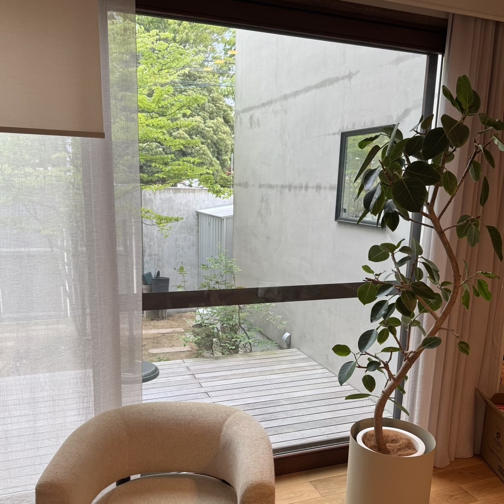 フィカス・アルテシマ　剪定　観葉植物