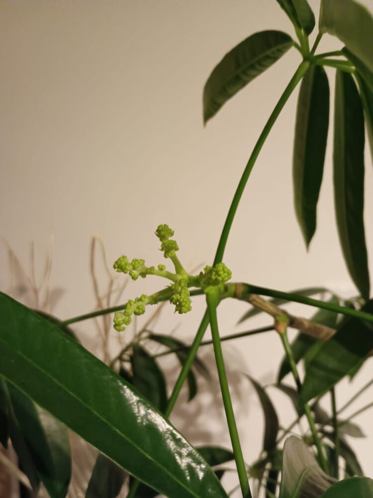 無印良品　グリーン　観葉植物　シェフレラ　花3