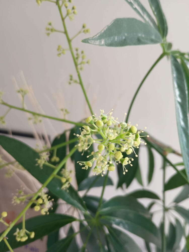 無印良品　グリーン　観葉植物　シェフレラ　花4