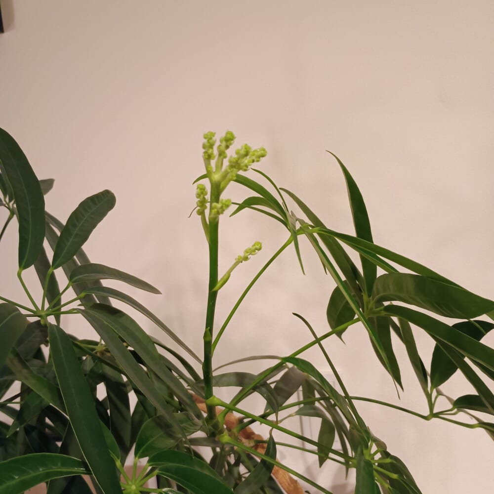 無印良品　グリーン　観葉植物　シェフレラ　花5