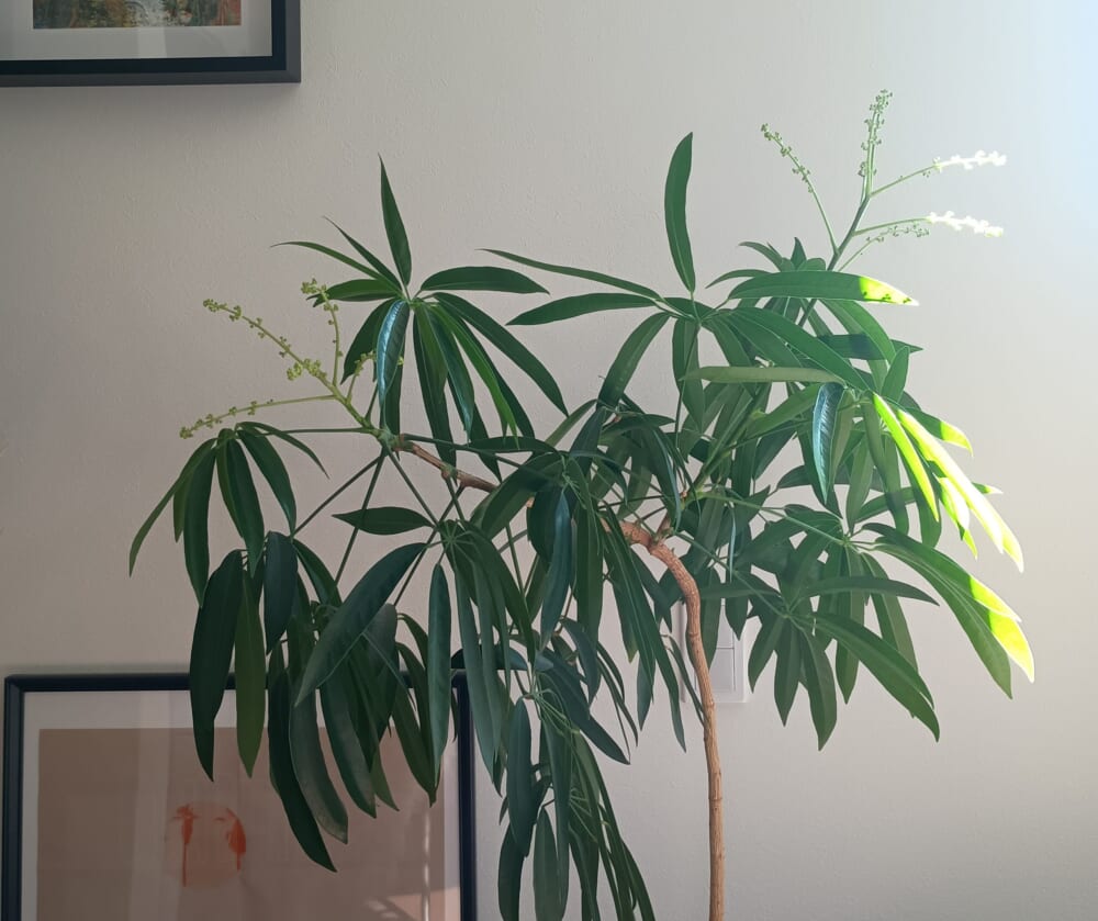 無印良品　グリーン　観葉植物　シェフレラ　花7
