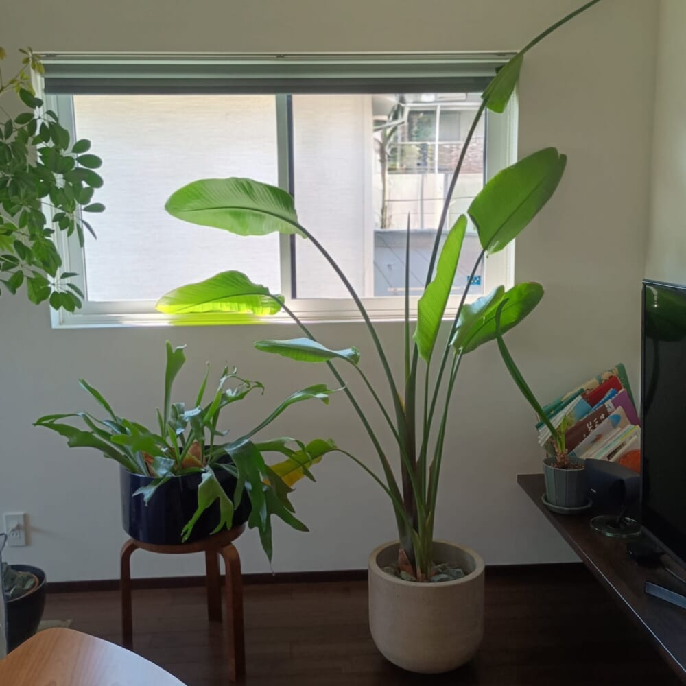 無印良品　グリーン　観葉植物　シェフレラ　花11