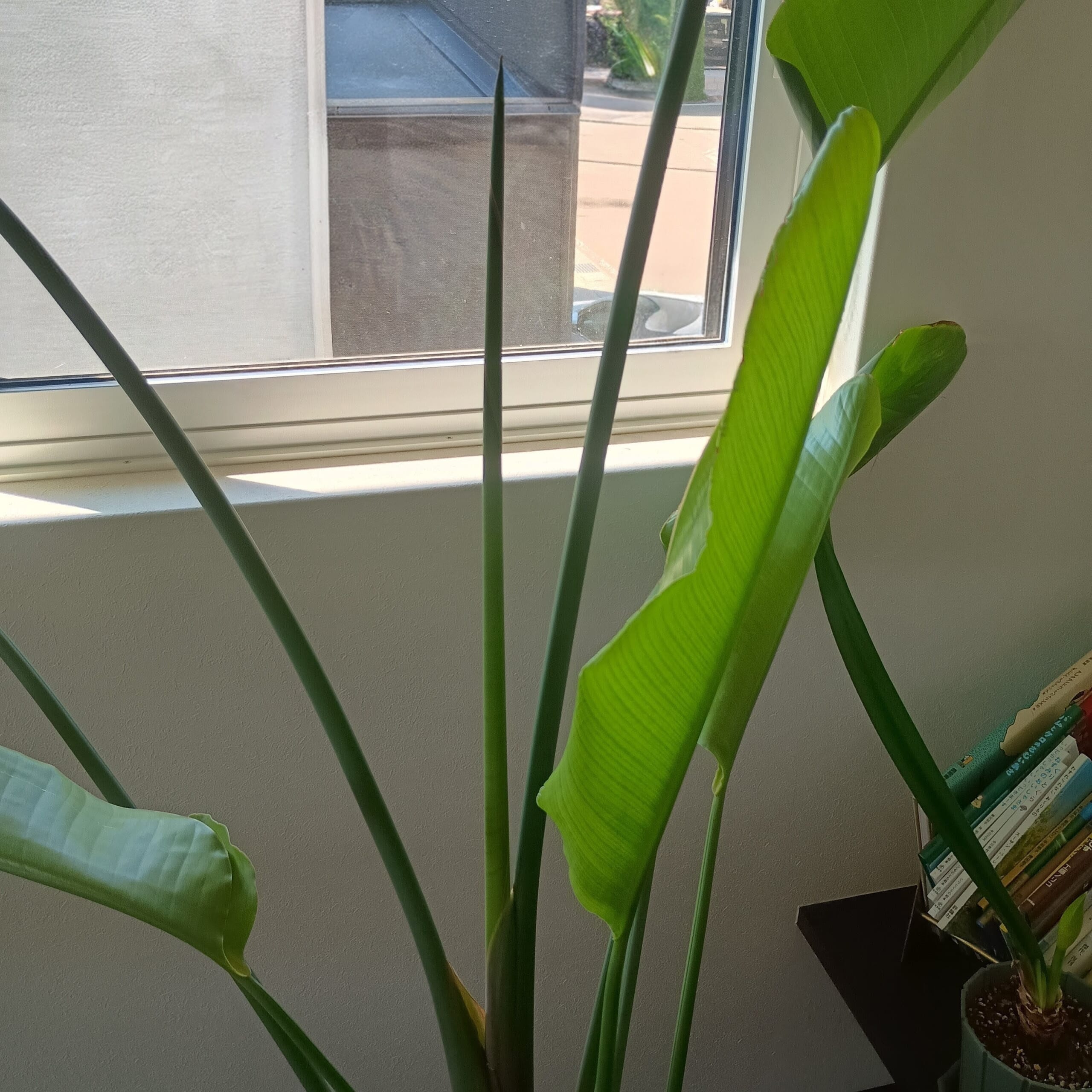無印良品　グリーン　観葉植物　シェフレラ　花12