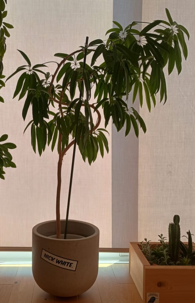 無印良品　グリーン　観葉植物　シェフレラ　花8