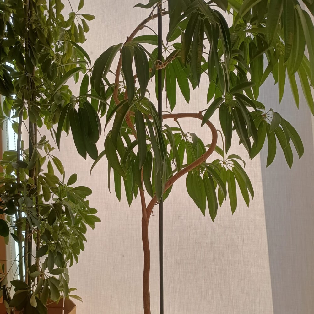 無印良品　グリーン　観葉植物　シェフレラ　花9