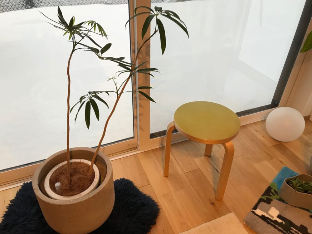 無印良品　グリーン　観葉植物　シェフレラ　花2