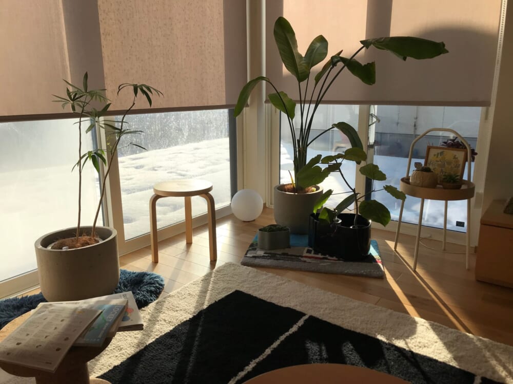 無印良品　グリーン　観葉植物　シェフレラ　花10