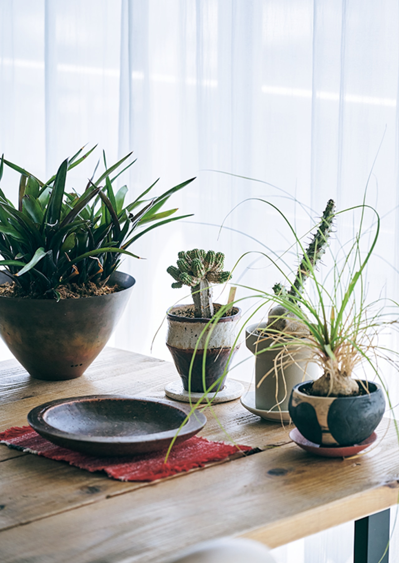好きな鉢を集めておいて、植物をフィットさせる