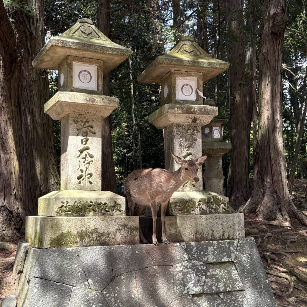 春日大社
鹿
奈良県
