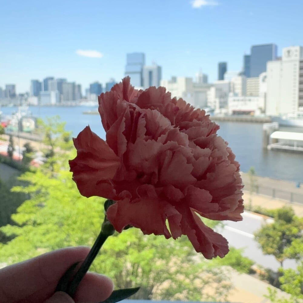 カーネーション　母の日　花