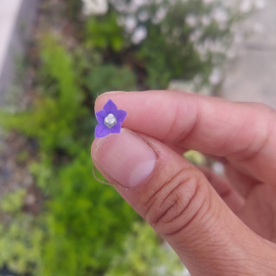 母の日　道端の花　コポ