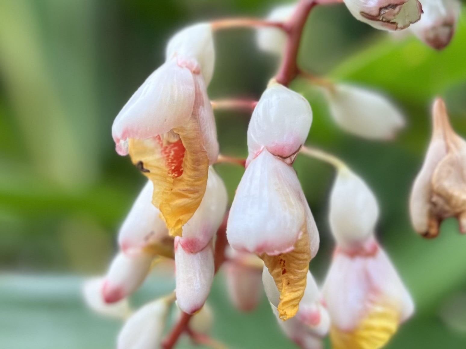 月桃の花