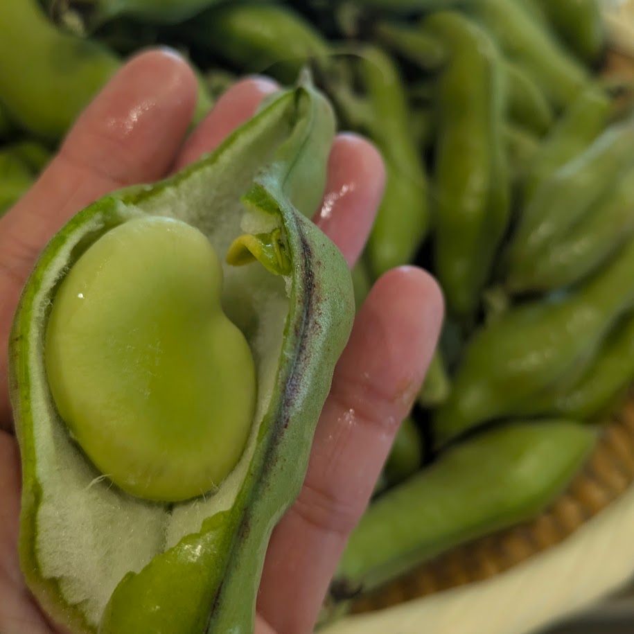 一粒が大きい　空豆　コポ