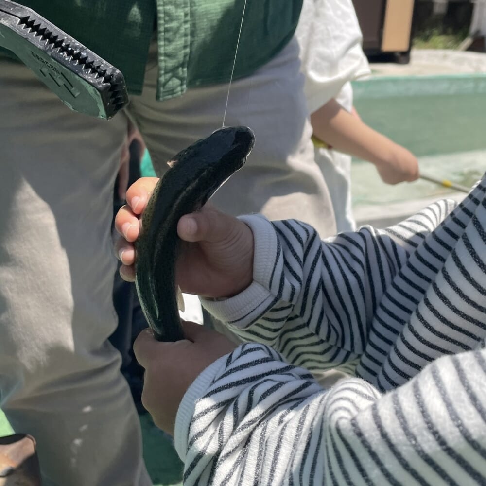 ニジマス