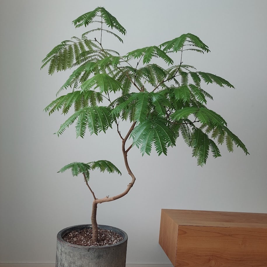 観葉植物 コポ エバーフレッシュ