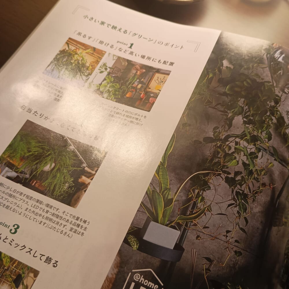LEE 6月号 レビュー グリーン2
