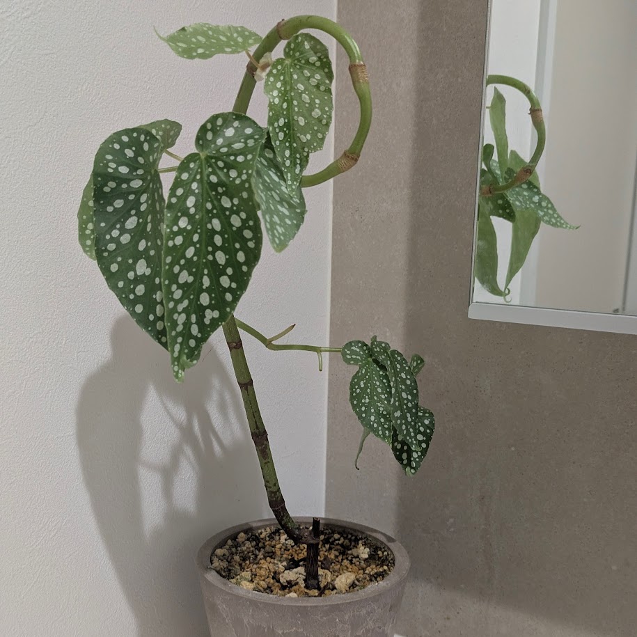 ベゴニアホワイト コポ 観葉植物