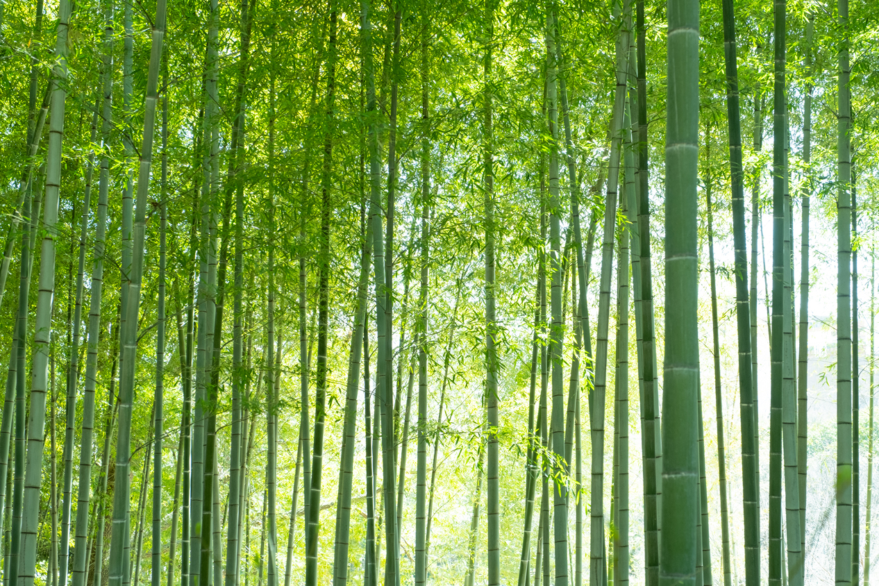 京都の竹林