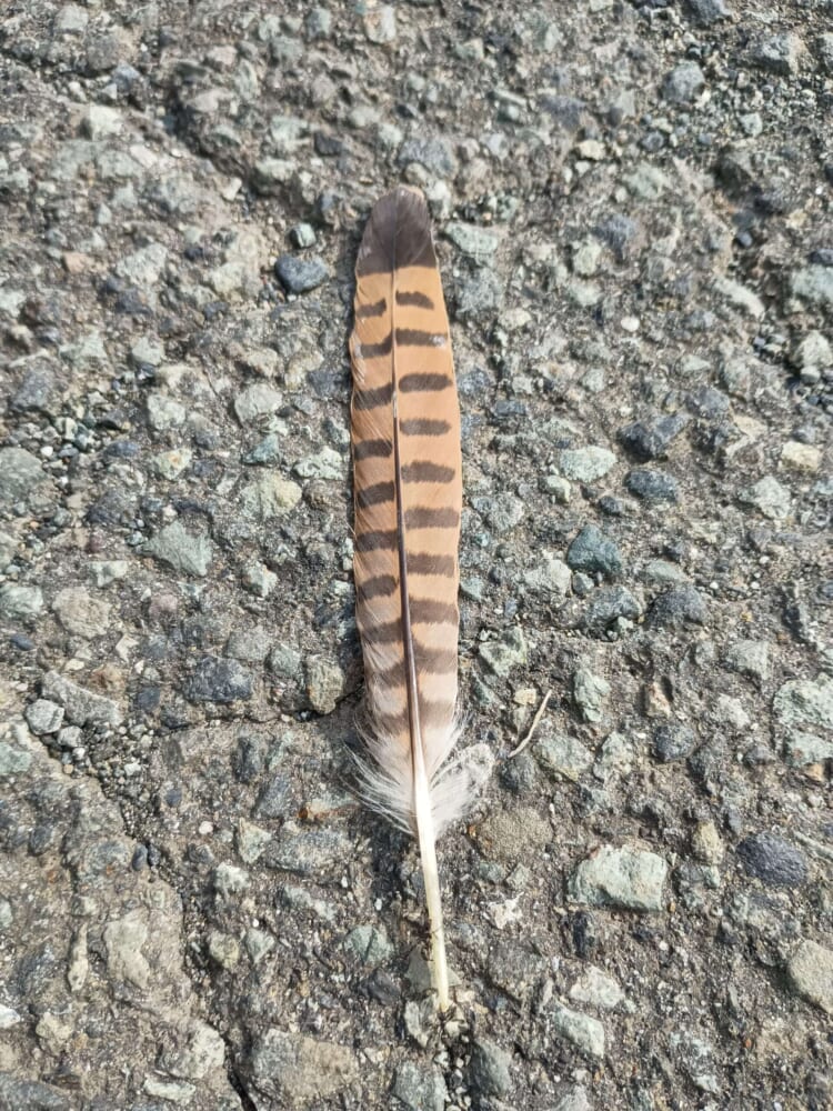アリ