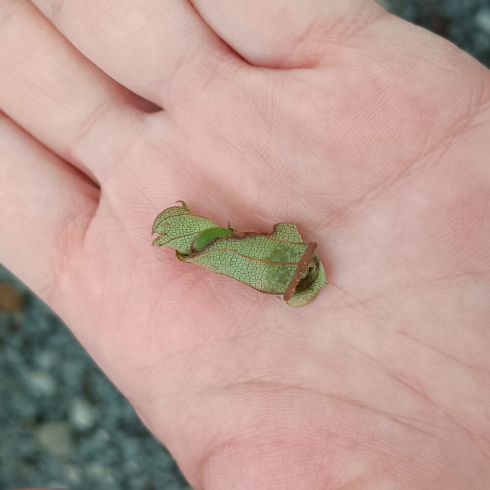 オトシブミ