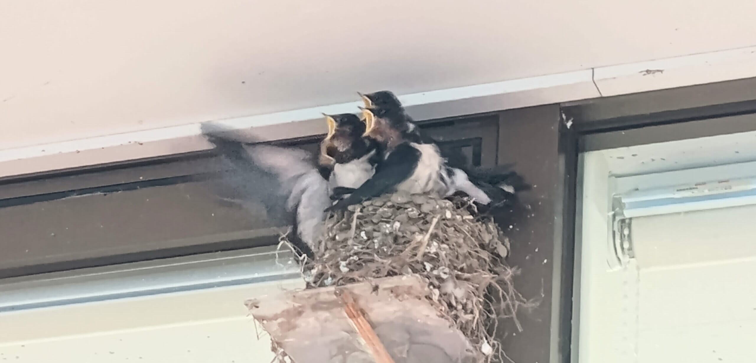 ツバメ