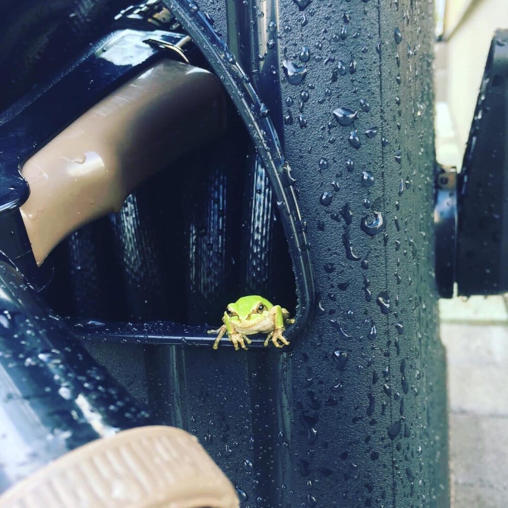 カエル