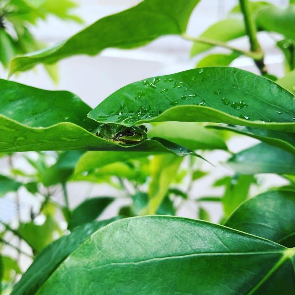 カエル