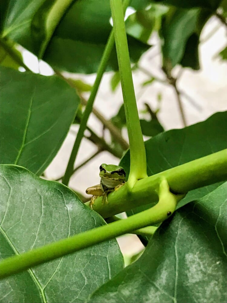 カエル