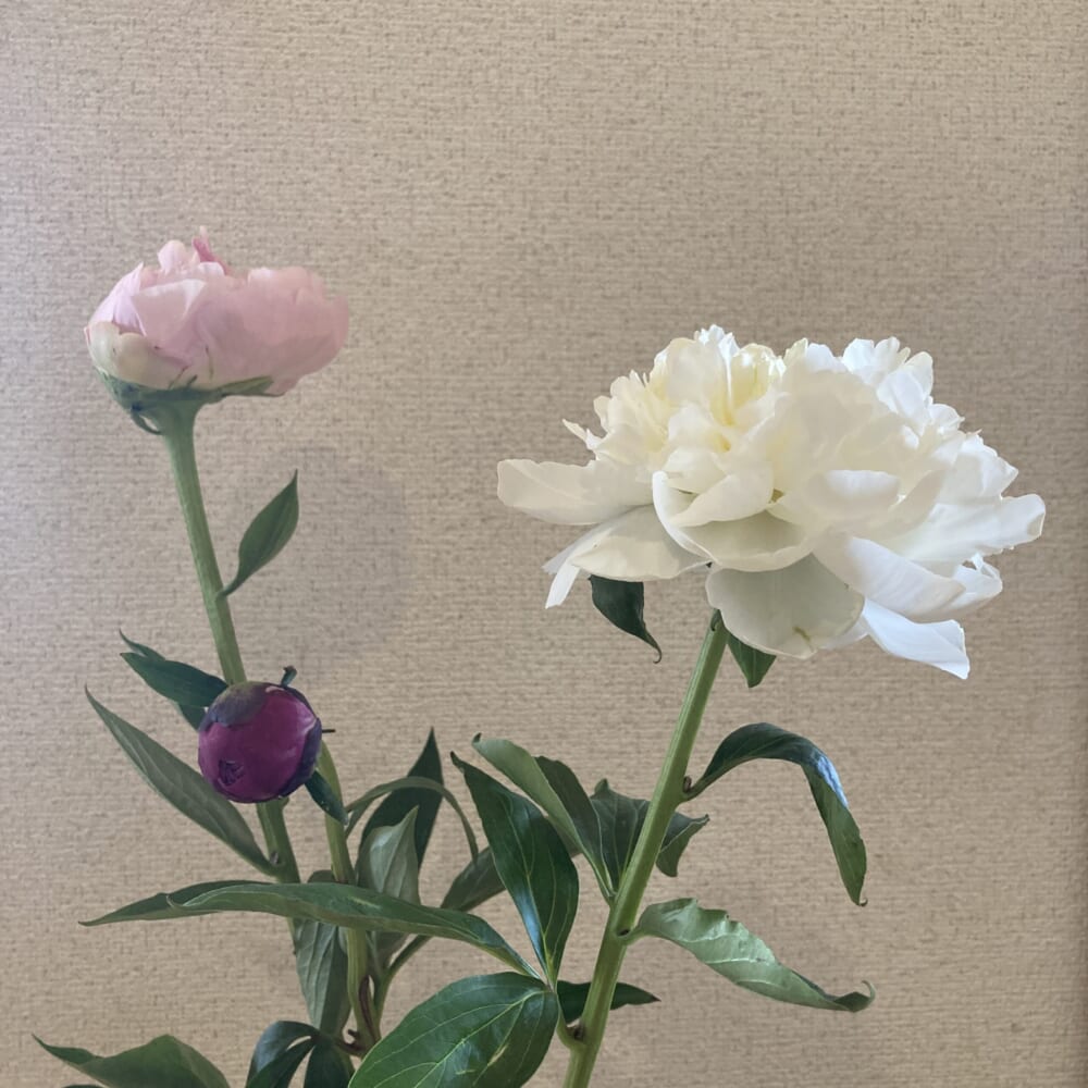 芍薬 ウイークリーログ 40代ママ