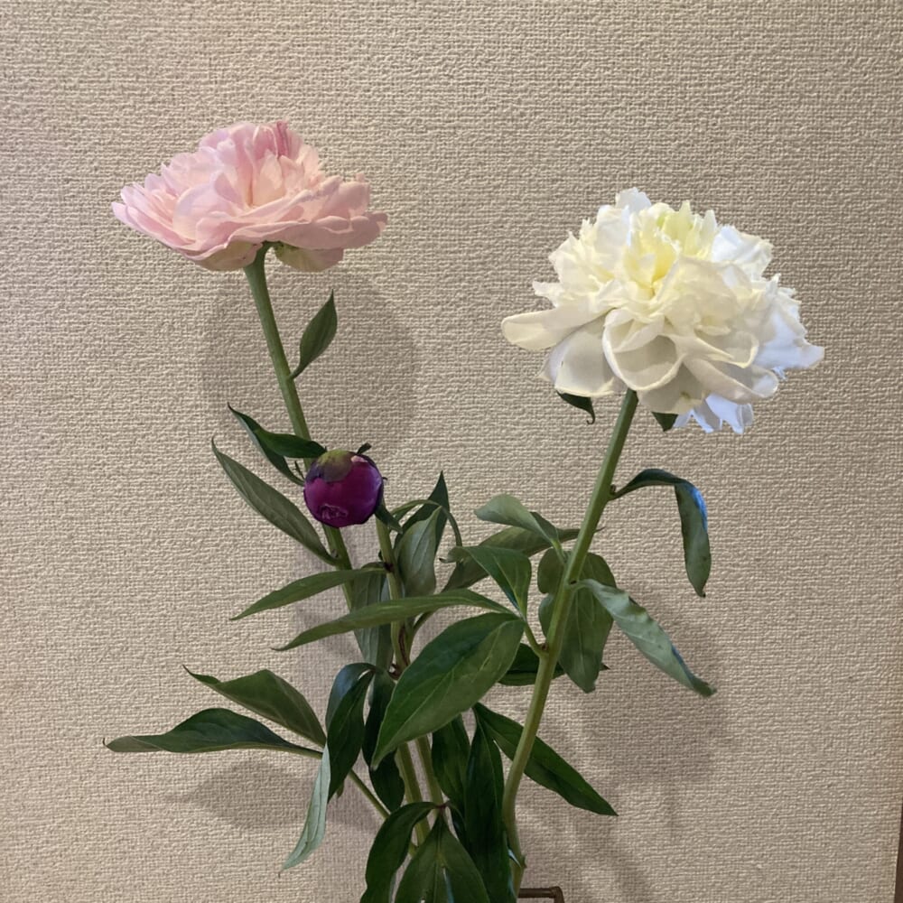 芍薬 ウイークリーログ 40代ママ