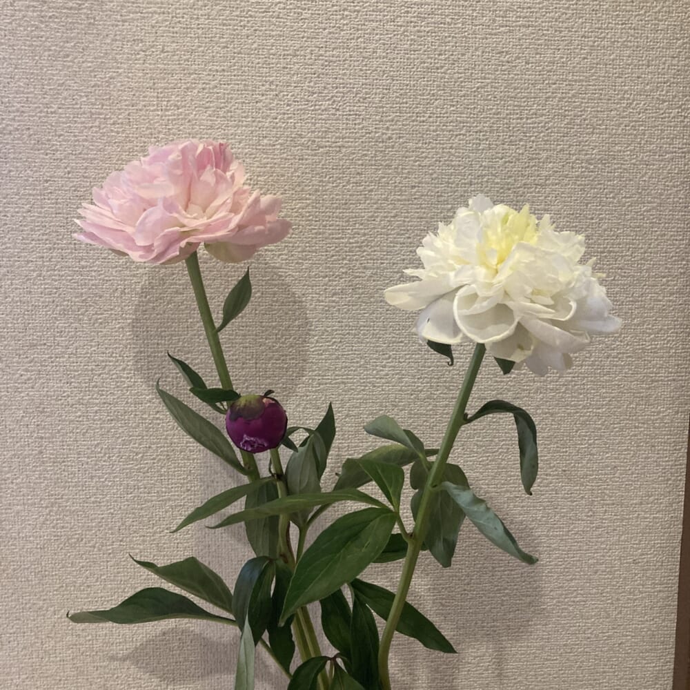 芍薬 ウイークリーログ 40代ママ