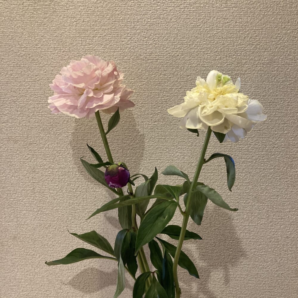 芍薬 ウイークリーログ 40代ママ