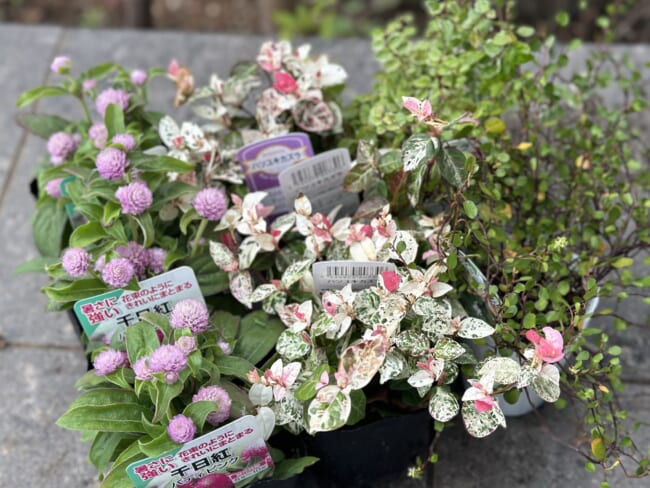 【初夏の寄せ植えリース】センニチコウとハツユキカヅラ