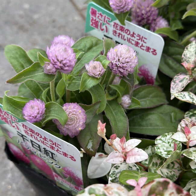 【初夏の寄せ植えリース】センニチコウとハツユキカヅラ