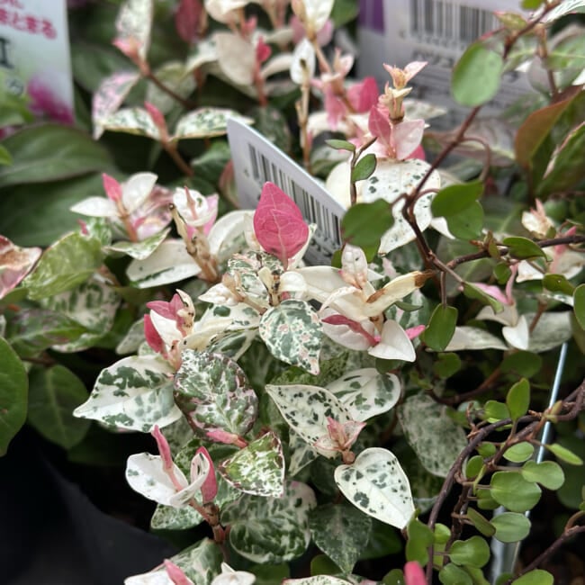 【初夏の寄せ植えリース】センニチコウとハツユキカヅラ