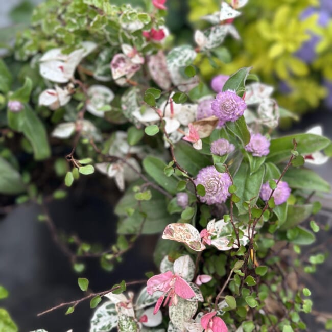 【初夏の寄せ植えリース】センニチコウとハツユキカヅラ
