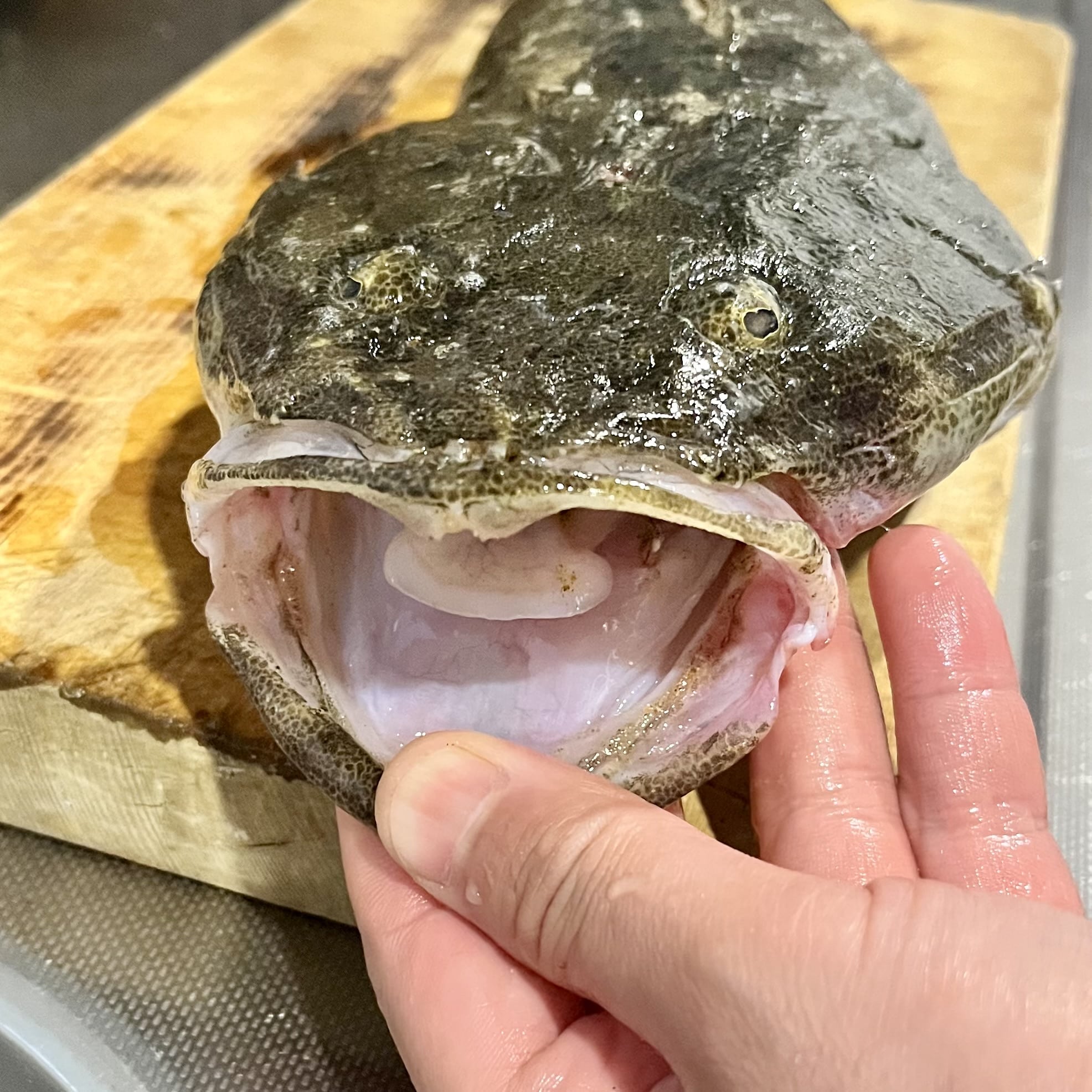 魚