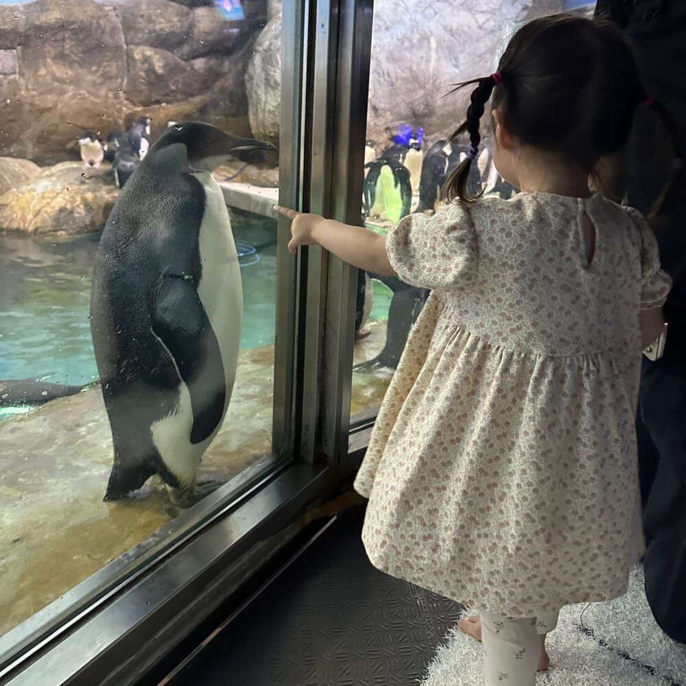 アドベンチャーワールド　子連れおでかけ　ペンギン