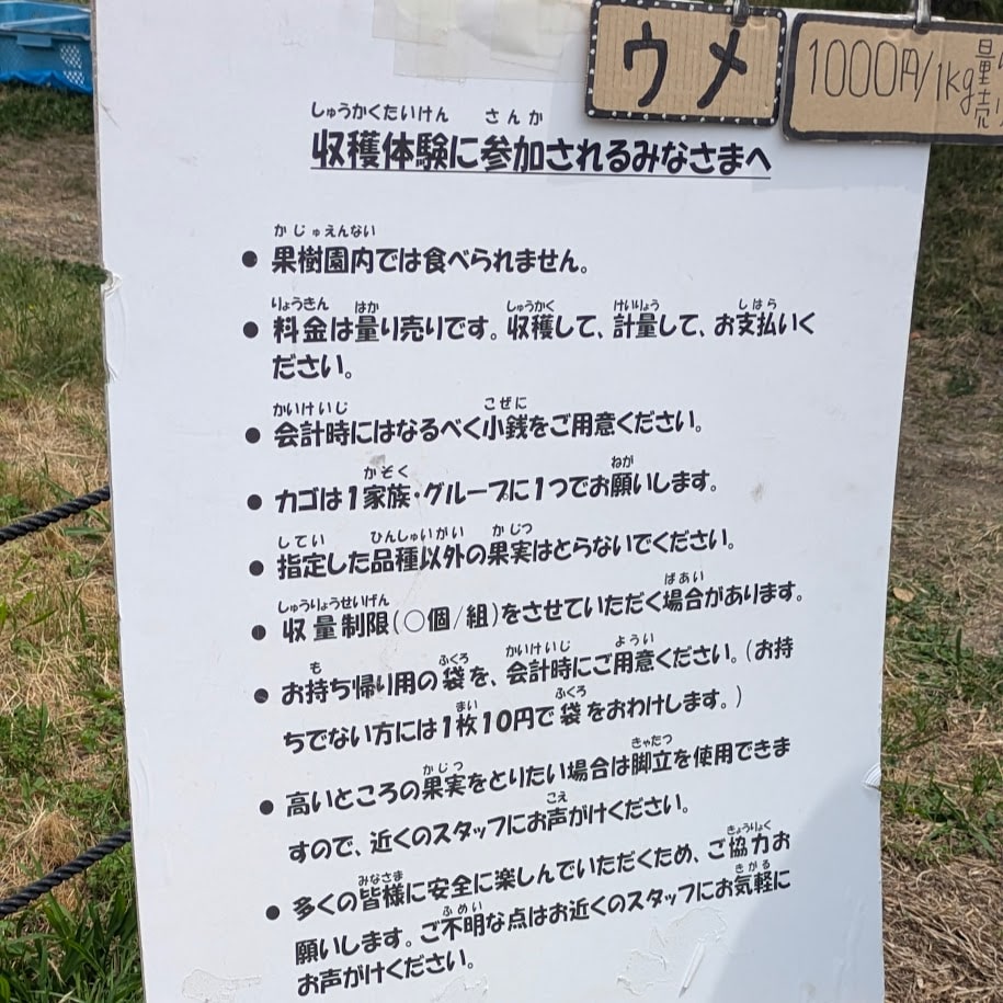 梅収穫体験　愛知　コポ