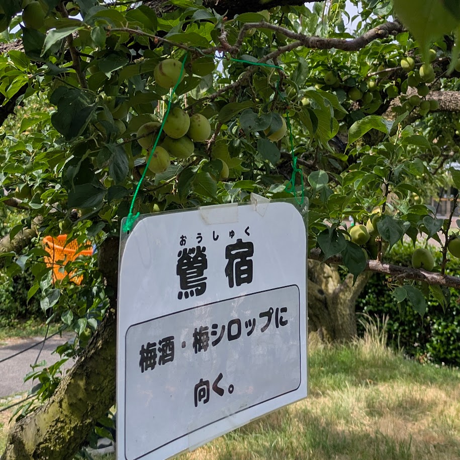 梅収穫体験　コポ　愛知