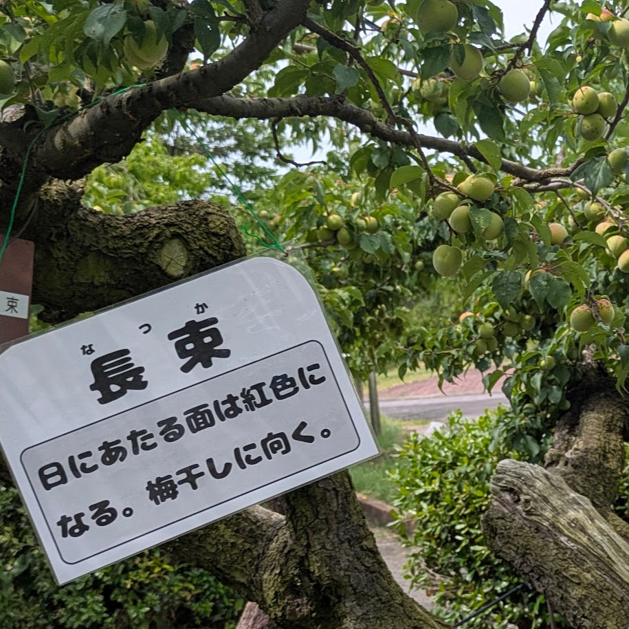 梅　品種　名が
