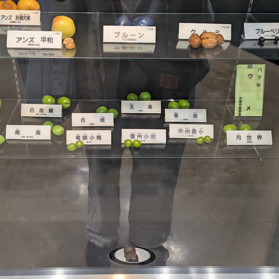 梅の品種　東谷山フルーツパーク　コポ