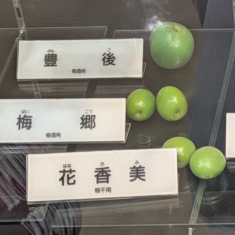 梅の品種　東谷山フルーツパーク　見本
