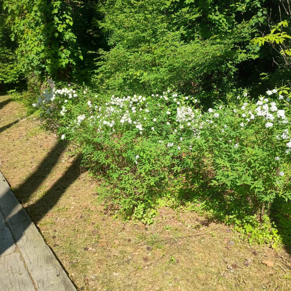 松山油脂 オープンファクトリー　富士河口湖7