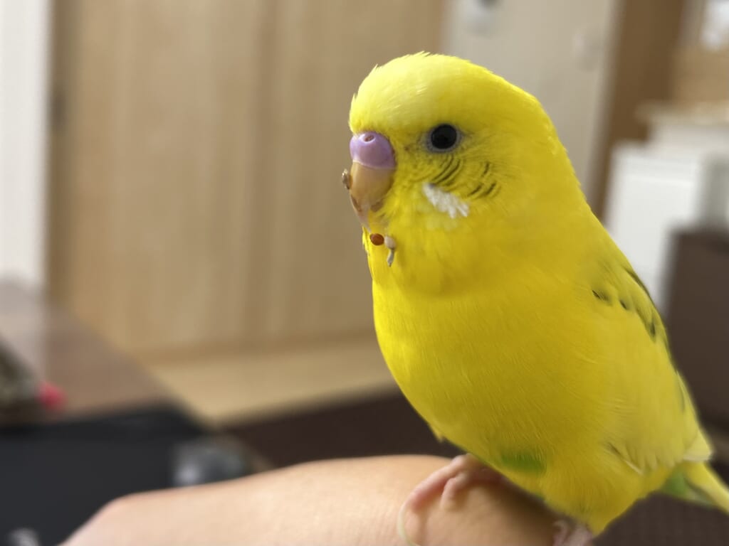 セキセイインコのかわいい写真、よくなついた可愛らしいペットのセキセイインコ、ハルクリンセキセイインコ。