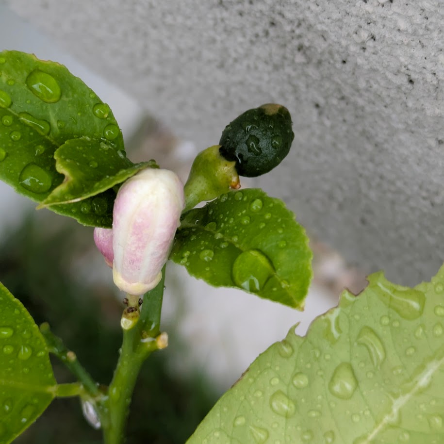 家庭菜園　レモン　コポ